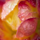 Inside a Rose